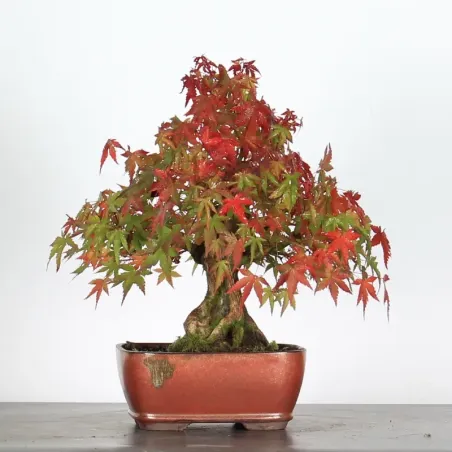 Bonsai Acer Palmatum AP-1-15