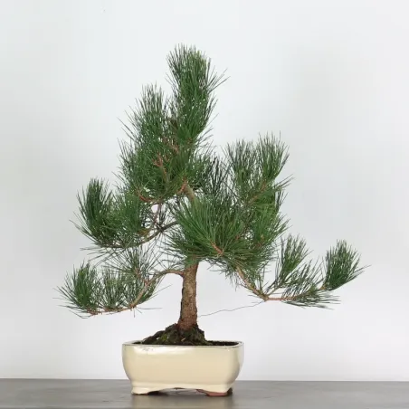 JAPANESE BLACK PINE "THUNBERGII" 1-1