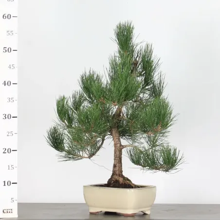 image supplémentaire - JAPANESE BLACK PINE...