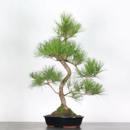 image supplémentaire - PIN ROUGE DU JAPON "Pinus...