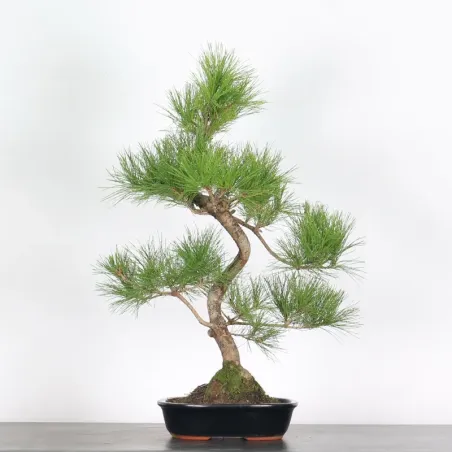 JAPANESE RED PINE "Pinus densiflora" 1-2