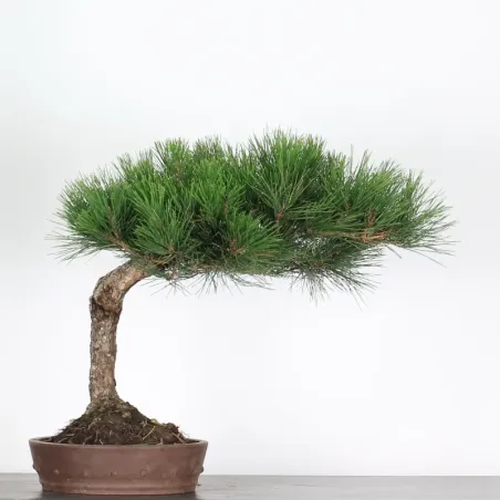 image supplémentaire - JAPANESE BLACK PINE...
