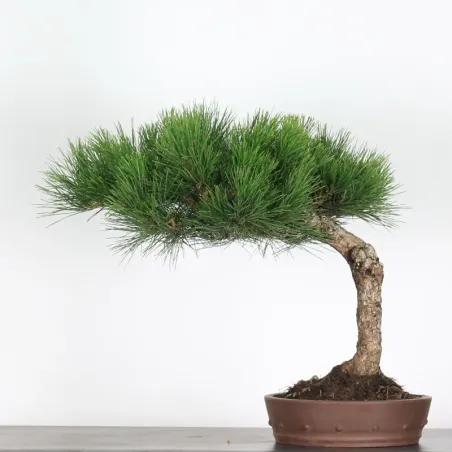 JAPANESE BLACK PINE "THUNBERGII" 1-4