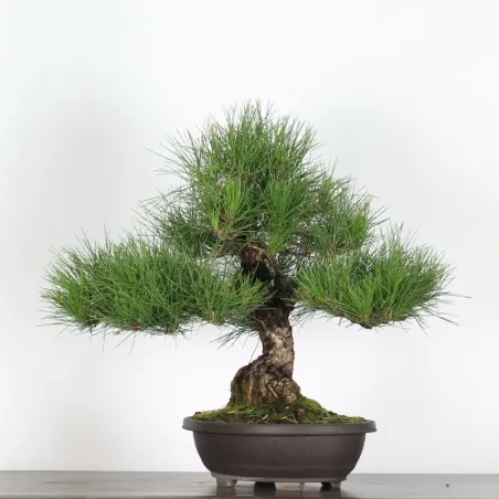 JAPANESE BLACK PINE "THUNBERGII" 1-5