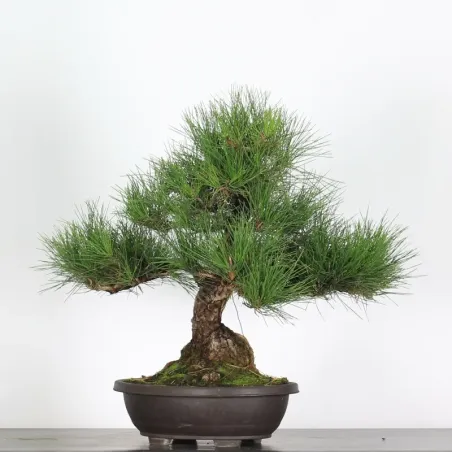 image supplémentaire - JAPANESE BLACK PINE...