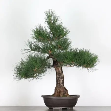 JAPANESE BLACK PINE "THUNBERGII" 1-6