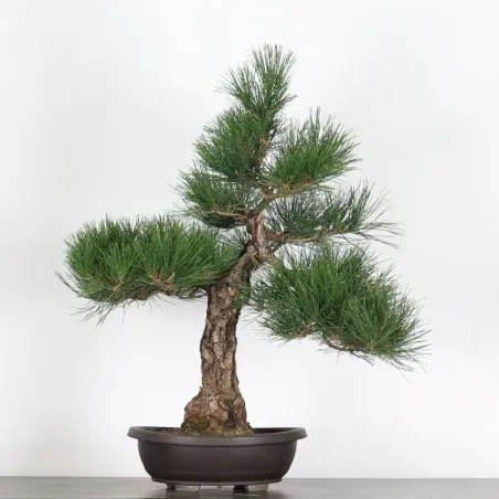 image supplémentaire - JAPANESE BLACK PINE...
