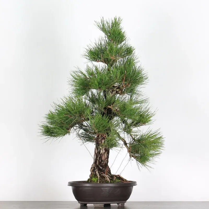 JAPANESE BLACK PINE "THUNBERGII" 1-7