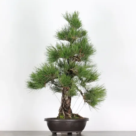 JAPANESE BLACK PINE "THUNBERGII" 1-7