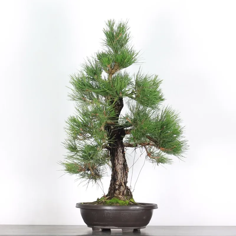 image supplémentaire - JAPANESE BLACK PINE...