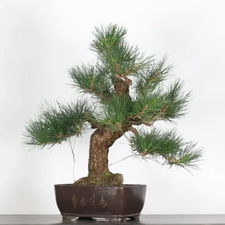JAPANESE BLACK PINE "THUNBERGII" 1-8