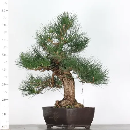 image supplémentaire - JAPANESE BLACK PINE...