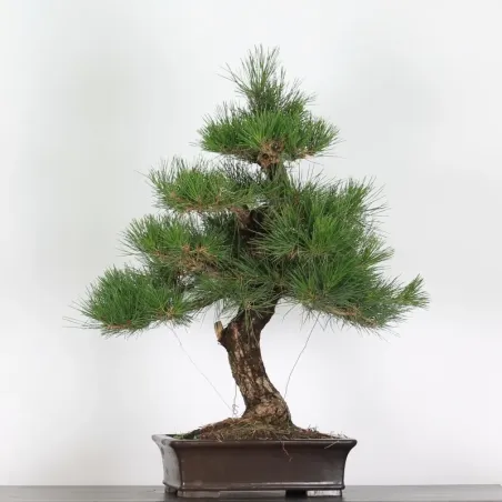 JAPANESE BLACK PINE "THUNBERGII" 1-10