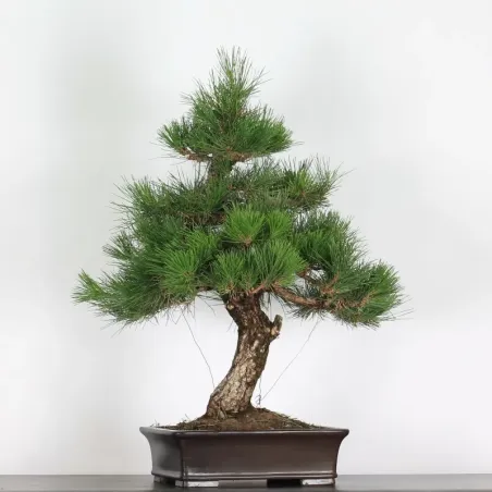 image supplémentaire - JAPANESE BLACK PINE...