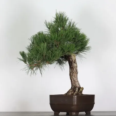 PIN NOIR "PINUS THUNBERGII" 1-11