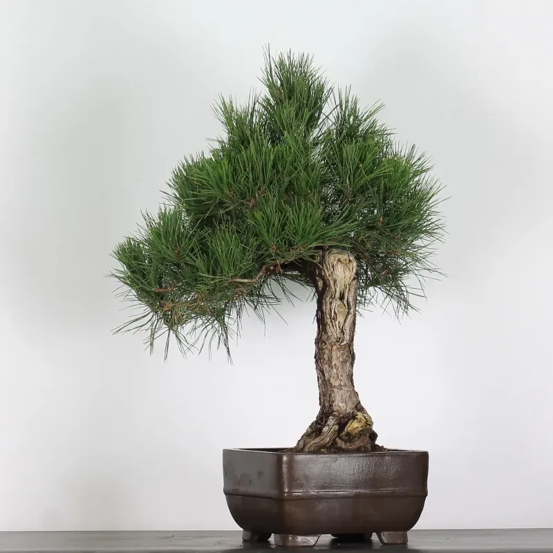 image supplémentaire - PIN NOIR "PINUS THUNBERGII"...