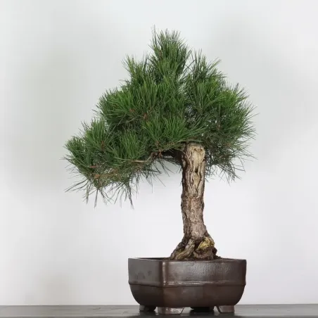 image supplémentaire - PIN NOIR "PINUS THUNBERGII"...