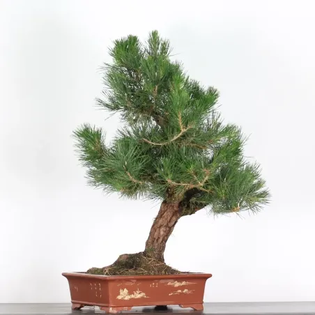 image supplémentaire - PIN NOIR "PINUS THUNBERGII"...