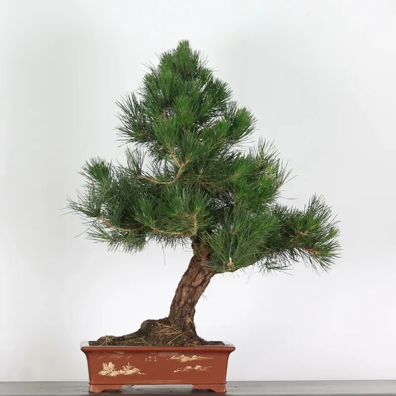 JAPANESE BLACK PINE "THUNBERGII" 1-13