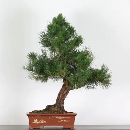 PIN NOIR "PINUS THUNBERGII" 1-13