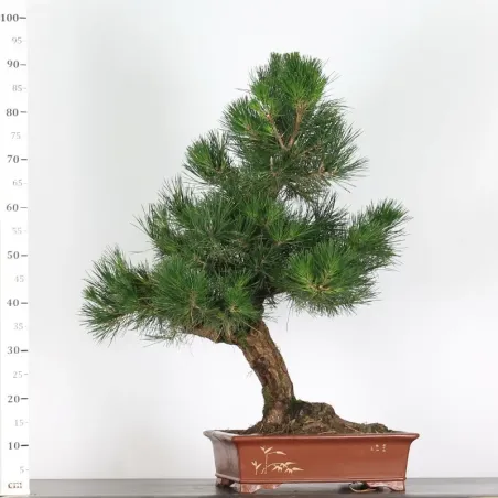 image supplémentaire - PIN NOIR "PINUS THUNBERGII"...