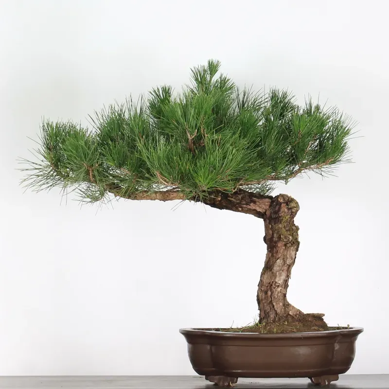 JAPANESE BLACK PINE "THUNBERGII" 1-14