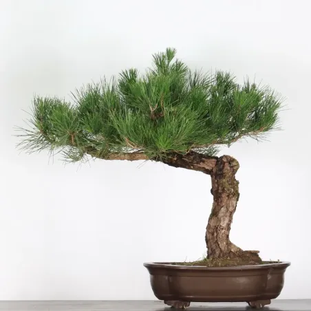 JAPANESE BLACK PINE "THUNBERGII" 1-14