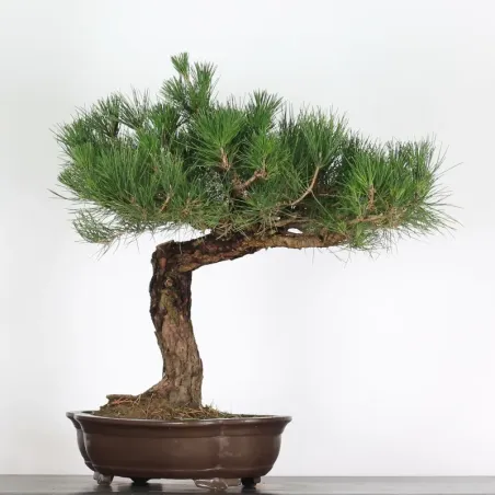 image supplémentaire - JAPANESE BLACK PINE...
