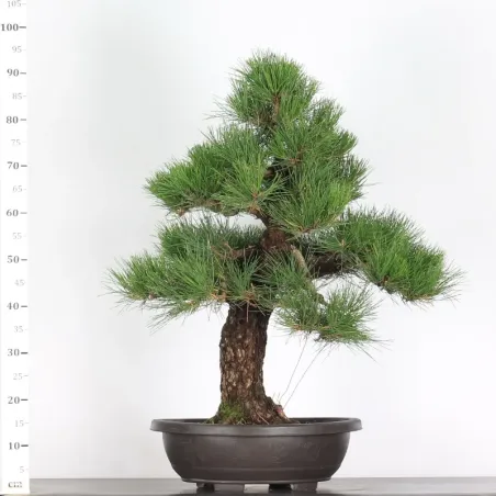 image supplémentaire - JAPANESE BLACK PINE...