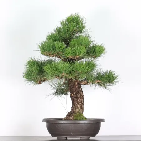 JAPANESE BLACK PINE "THUNBERGII" 2-1