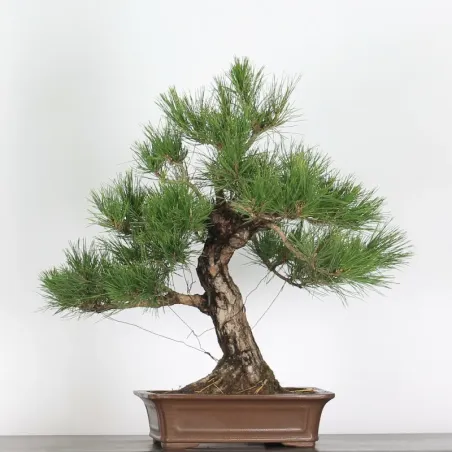 JAPANESE BLACK PINE "THUNBERGII" 2-2