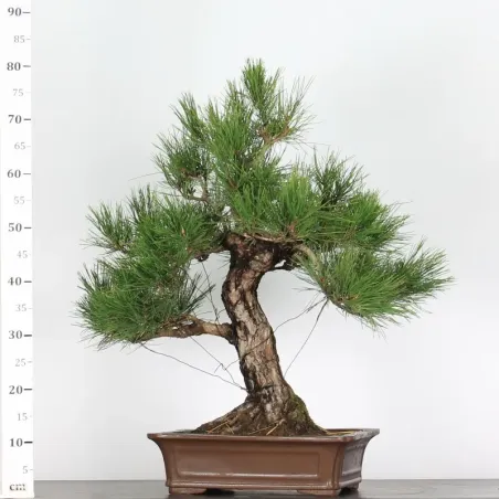 image supplémentaire - JAPANESE BLACK PINE...