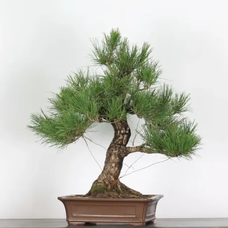 JAPANESE BLACK PINE "THUNBERGII" 2-2