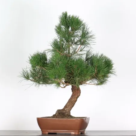 JAPANESE BLACK PINE "THUNBERGII" 2-3