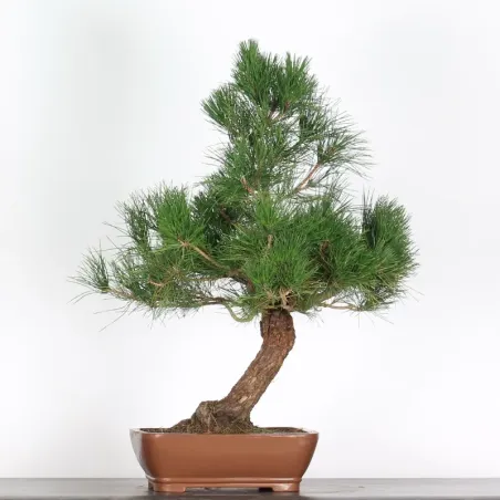 image supplémentaire - JAPANESE BLACK PINE...