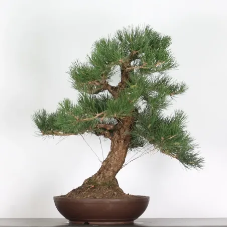 image supplémentaire - JAPANESE BLACK PINE...