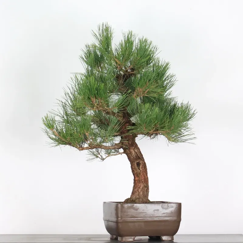 image supplémentaire - PIN NOIR DU JAPON...