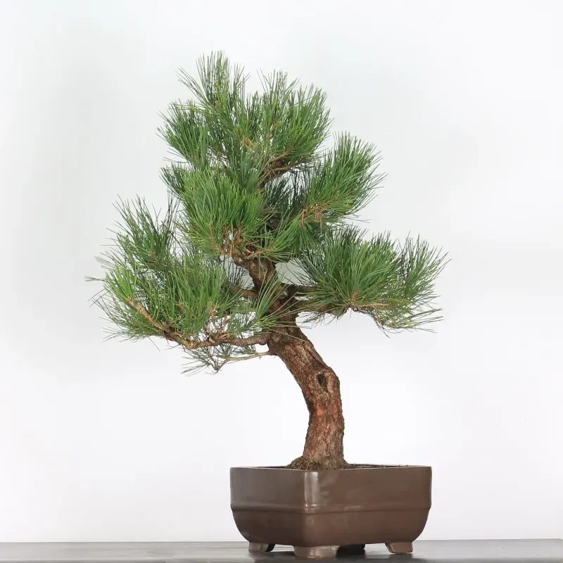 PIN NOIR DU JAPON "THUNBERGII" 2-6