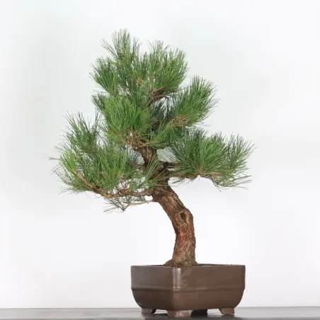 JAPANESE BLACK PINE "THUNBERGII" 2-6