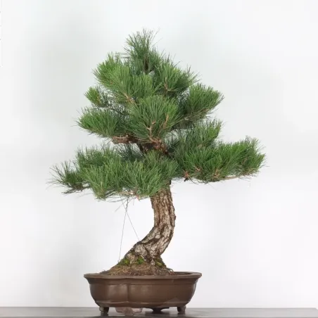 JAPANESE BLACK PINE "THUNBERGII" 2-7