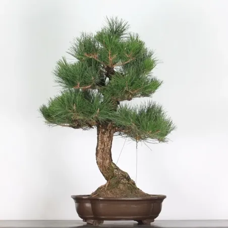 image supplémentaire - JAPANESE BLACK PINE...