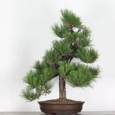 JAPANESE BLACK PINE "THUNBERGII" 2-8