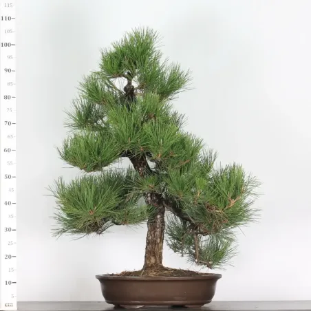 image supplémentaire - JAPANESE BLACK PINE...