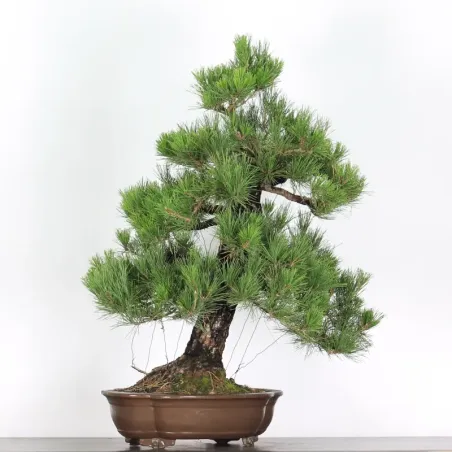 JAPANESE BLACK PINE "THUNBERGII" 2-9