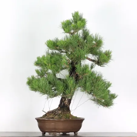 image supplémentaire - JAPANESE BLACK PINE...