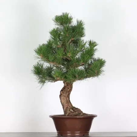 JAPANESE BLACK PINE "THUNBERGII" 2-10