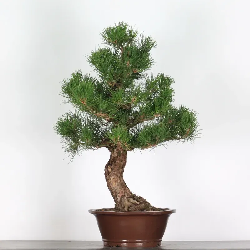 image supplémentaire - PIN NOIR DU JAPON...