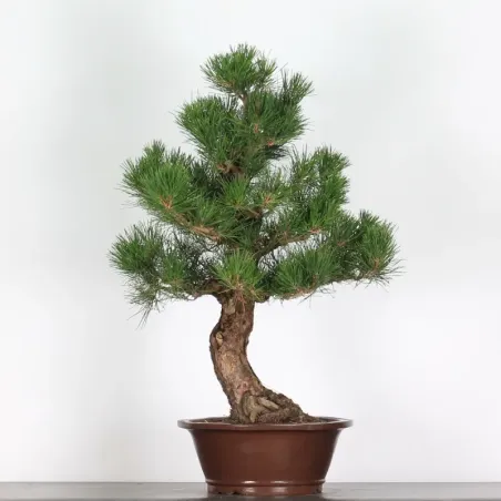 image supplémentaire - JAPANESE BLACK PINE...