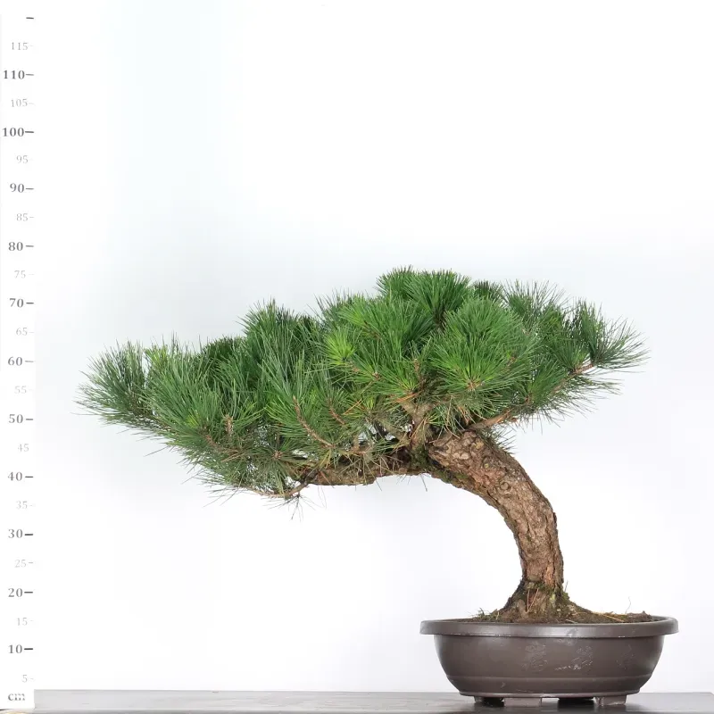 image supplémentaire - JAPANESE BLACK PINE...