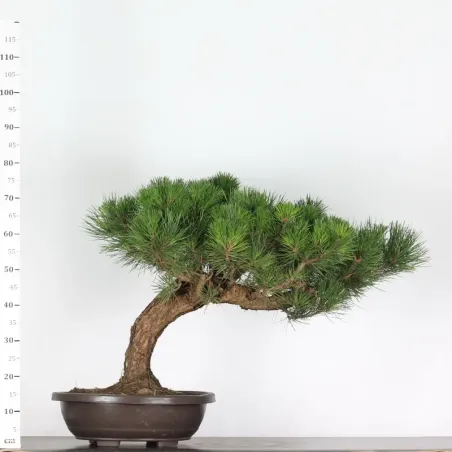 JAPANESE BLACK PINE "THUNBERGII" 2-11